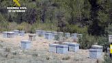 Investigados dos vecinos de Cehegín por el hurto de colmenas en tres explotaciones apícolas
