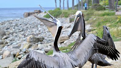 Hundreds of pelicans are starving, dying across California. Why?