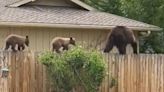 Family of bears walk on fence between homes in Colorado