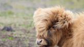 Highland Cow Poses for Tourists in Scotland Like She's Some Sort of Supermodel