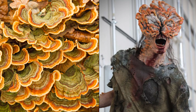 Expert warns humans could be wiped out by Last of Us-type 'fungi apocalypse'