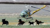 Advocates speak out as wild horse populations continue to decline in the West