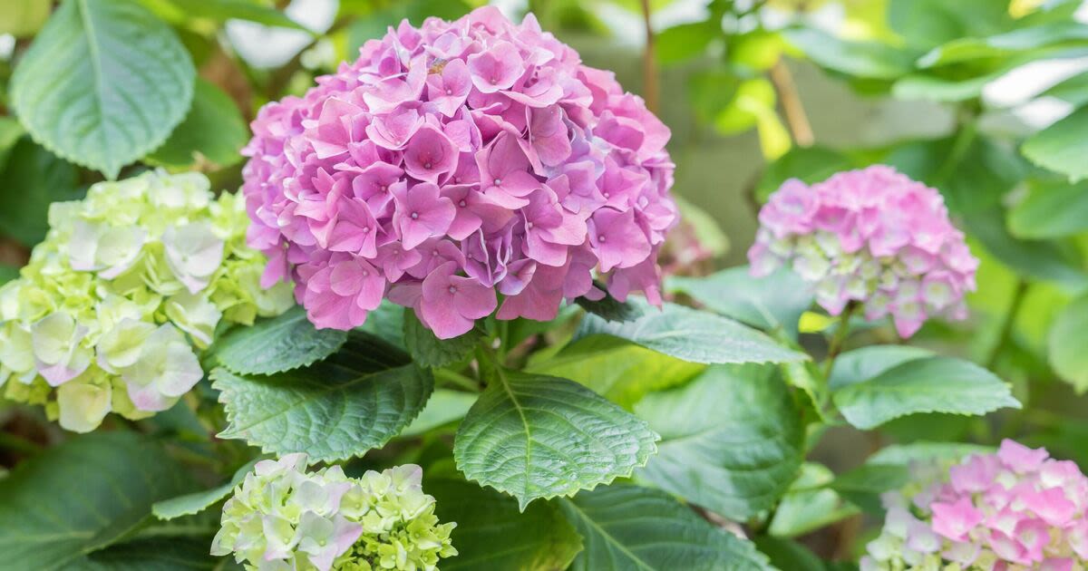 Provide ‘huge advantage’ for roses and hydrangeas with common kitchen scrap