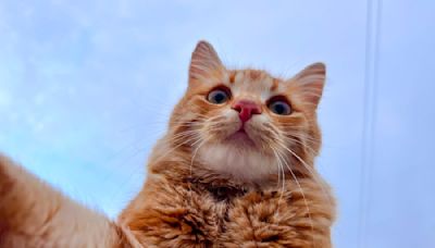 20 Weird and Unique Orange Cat Names