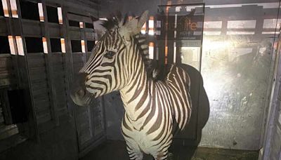 Escaped zebra captured near Seattle after gallivanting around Cascade mountain foothills for days - East Idaho News