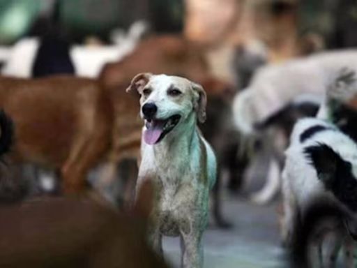 Delhi court sentences man to 1 year in jail for throwing acid on dog: ‘life is dear to a mute creature’