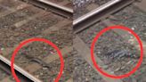 Fish on the Tracks? Marine Life Spotted at Mumbai Local Train Station Amidst Waterlogging - News18