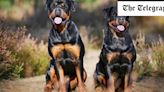 Owners of rottweilers that mauled woman to death avoid jail