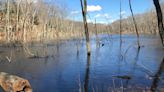 Discover Booth Pond, a hidden haven for rare dragonflies and damselflies in RI