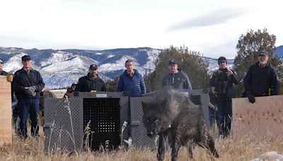 Another reintroduced Colorado wolf dies — third mortality among 10 wolves released last year