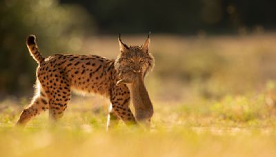 Lince ibérico, al borde de extinción hace 20 años, se recupera gracias a esfuerzos de conservación