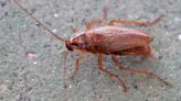 Why do cockroaches go inside California homes during the summer? Here’s how to stop them