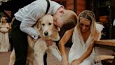 Golden Retriever Stamps Owners' Marriage License with Paw After Officiating Wedding (Exclusive)