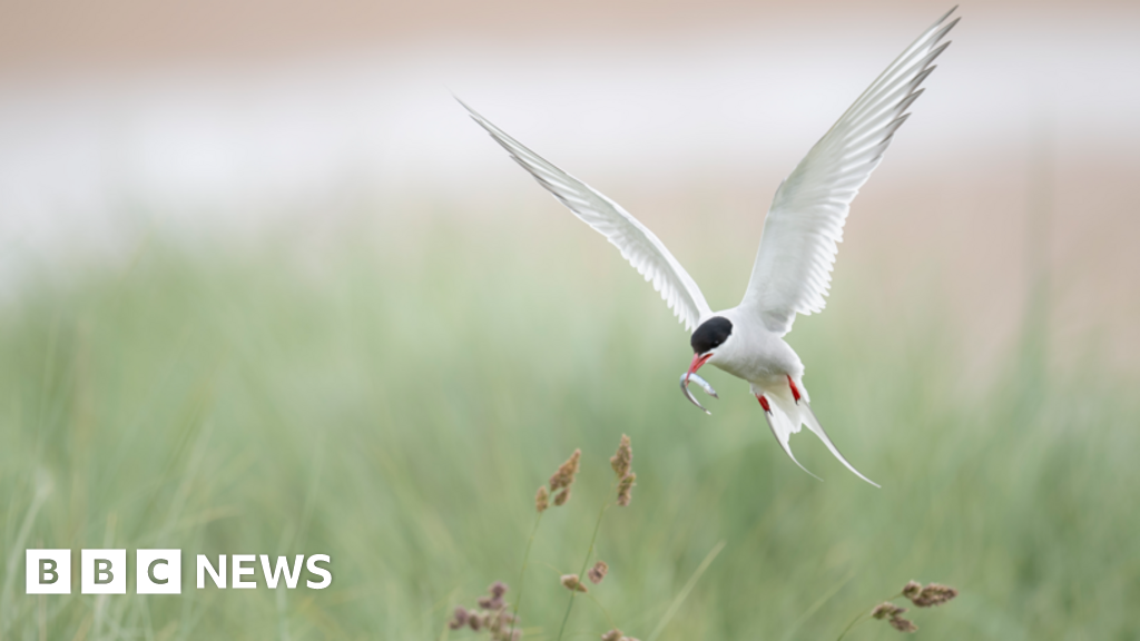 Rangers 'on tenterhooks' over tern chick survival in Northumberland