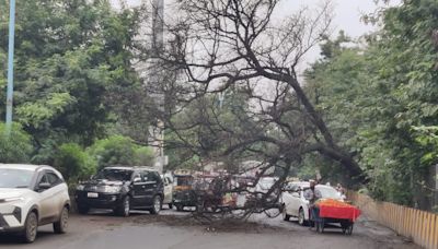 Indore: Man Cutting Tamarind Tree Dies After Branch Falls On His Head; Masters Booked