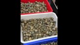 India seizes 6,850 turtles smuggled on AirAsia flight