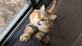 Cat owners! Here’s how how one trainer corrects unwanted behavior, and it’s a game-changer