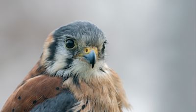 Little Bird's Annoyance After Showing Off Her Flexible Neck Has People Laughing Out Loud