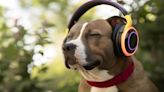 Estos son los 6 sonidos que solo escuchan los perros, según adiestradora profesional