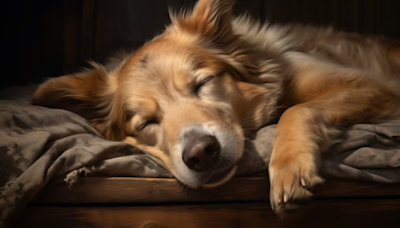 Here Is What Your Dog’s Sleeping Position Tells You About Them