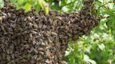 Swarm of bees in potting soil attack, kill 59-year-old Kentucky man, coroner says
