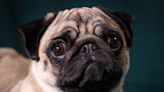 Dogs are finding it harder to express their emotions, study finds