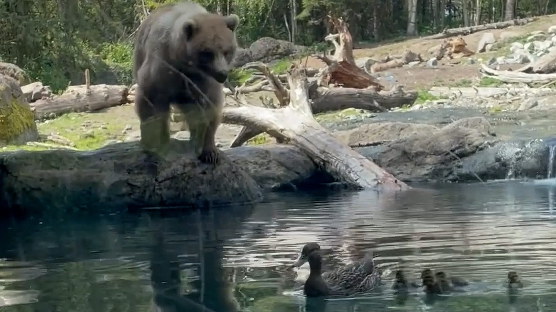 Children watch in shock as bear eats ducklings in zoo enclosure