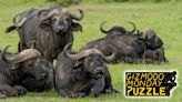 Gizmodo Monday Puzzle: Buffalo buffalo Buffalo buffalo buffalo buffalo Buffalo buffalo