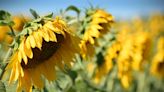 Why Do Sunflowers Droop? Plus Expert Tips for Making Them Stand Tall