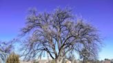 Beautiful 117-year-old elm tree survives local disasters