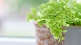 Have a Maidenhair Fern Houseplant? Read This Care Guide