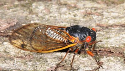 No drone of cicadas where you live? Here is where Brood XIX is emerging in NC