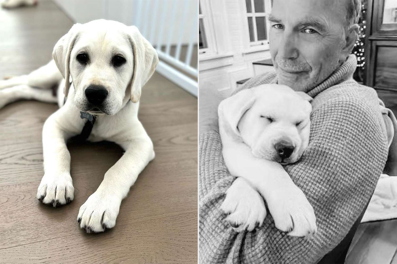 Why Kevin Costner Says He's Just Like His 7-Month-Old Puppy Bobby (Exclusive)