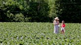 A popular Midlands strawberry farm goes ‘against the machine’ to resist housing development