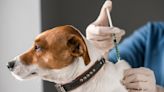 Dog owners, make sure your furry friend is vaccinated for parvovirus