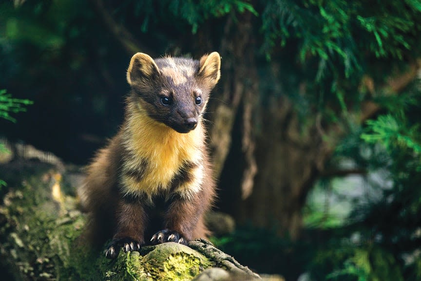 Ben Moyer: Hemlock birds merit place in Pennsylvania's marten decision - Outdoor News