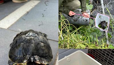 四個好心人的一點善行 讓走失龜龜平安回家 - 香港動物報 Hong Kong Animal Post