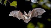 Bats could hold secret to long life — and other health news you may have missed