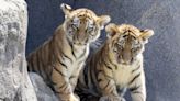 2 Amur tiger cubs have their first public outing at Germany's Cologne Zoo