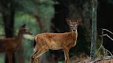 PA announces expansion of chronic wasting disease management areas