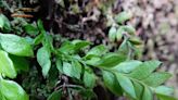 ‘Innocuous-looking’ fern wins world record for largest genome