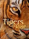 Tigers on the Rise