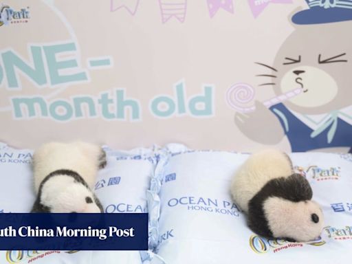 Hong Kong’s giant panda twins to be taken off incubators in 2 weeks: Ocean Park