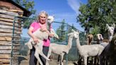 Alberta alpaca farmer who lost 8 animals and barn to fire will rebuild