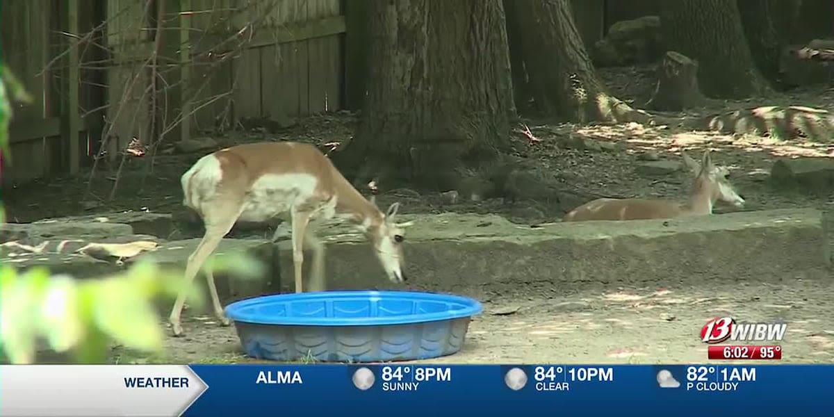 Topeka Zoo keeps animals cool during the excessive heat warning