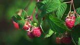 When to fertilize raspberries – expert tips for fruitful plants