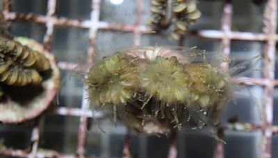 Mote Marine Lab celebrates the breeding of coral difficult to spawn