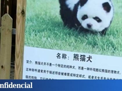 Los polémicos "perros panda" de un zoo de China: tiñen de blanco y negro a dos Chow Chow