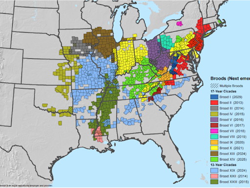 When will cicadas emerge in Ohio again? 1 part of the state will see them in 2025