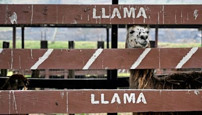 Au Honduras, malnutrition et abandon menacent les pensionnaires d'un zoo